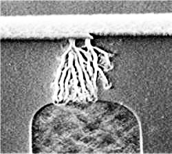 SEM Micrograph of ESD Damage to an Integrated Circuit